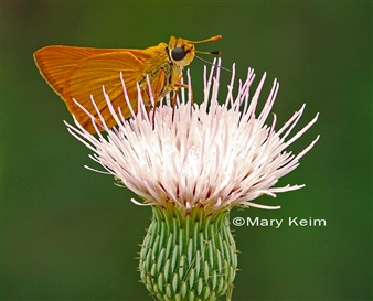 Renewal: Going Native - Palm Beach Photographic Centre