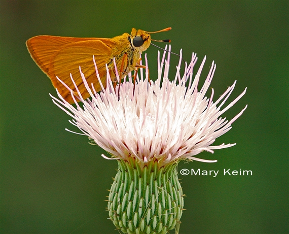 Renewal: Going Native - Palm Beach Photographic Centre