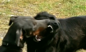 Dani Smith with Panicattack Duo: One Way or Another - Stanley Picker Gallery