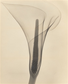 アート・デザイン・音楽 Dr. Dain L. Tasker Darin L. Tasker | 49 Artworks at Auction | MutualArt
