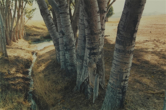 アート・デザイン・音楽 abbas kiarostami /  white (small) アート・デザイン・音楽 abbas kiarostami / snow white (small
