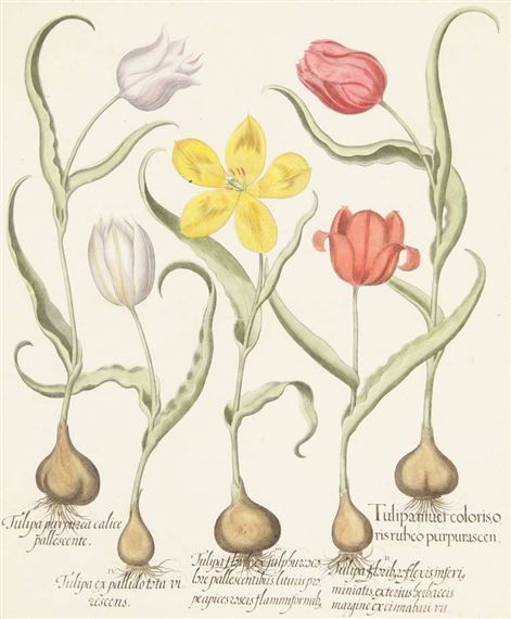 Tulips by Basilius Besler