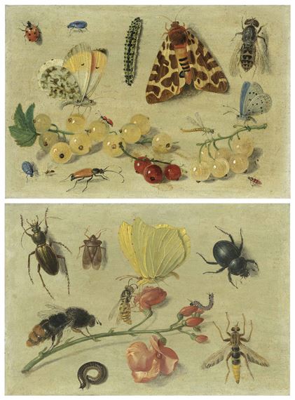 Jan Vankessel I Butterflies A Garden Tiger Moth And Other