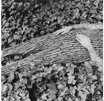 3 Works: Potted from the Series Nature Boy, Trunk, Trunk from the Series Nature Boy - Keith Sharp