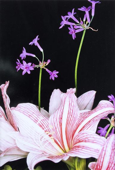 Untitled (from the Series Flowers) by Nobuyoshi Araki, 2000