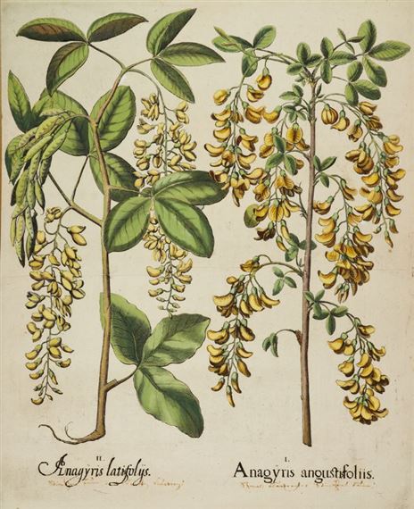 Lotto di quattro tavole da Hortus Eystettensis by Basilius Besler, 1613