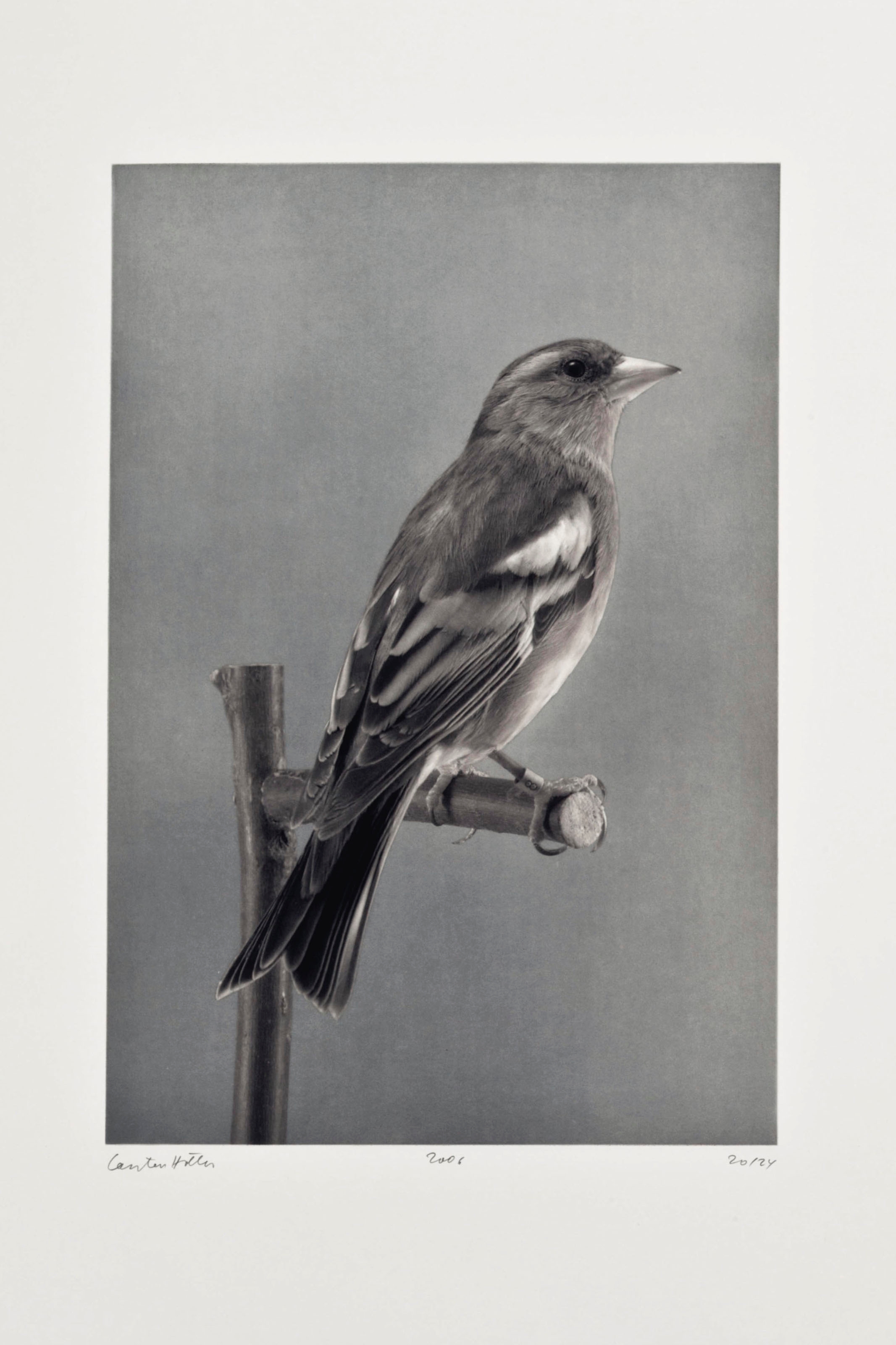 Artwork by Carsten Höller, Birds 5, from Birds, Made of photogravure in colors, on Somerset paper