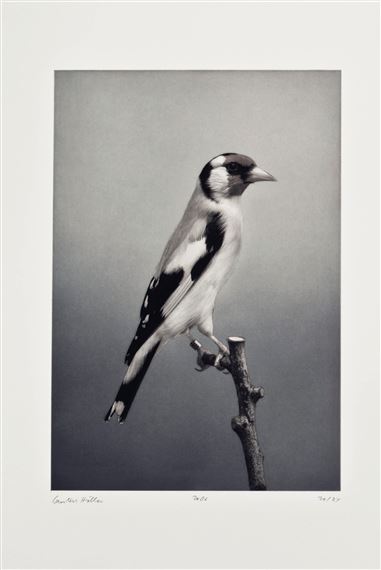 Birds 6, from Birds by Carsten Höller, 2006