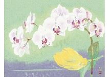 Orchid - Nori Oya