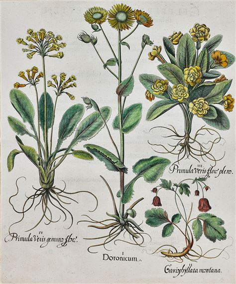 Three Engravings by Basilius Besler