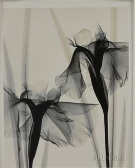 Optic Exploration: Iris Kaempferi (Japanese Iris) - Judith K. McMillan