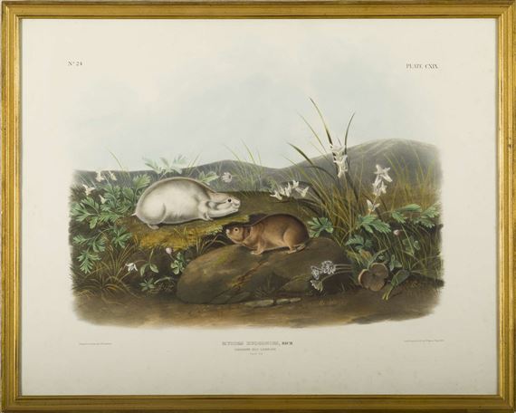 John Woodhouse Audubon、「WOOD RAT」 JOHN WOODHOUSE AUDUBON (1812