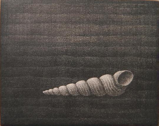 Yozo Hamaguchi | Sea Shells | MutualArt