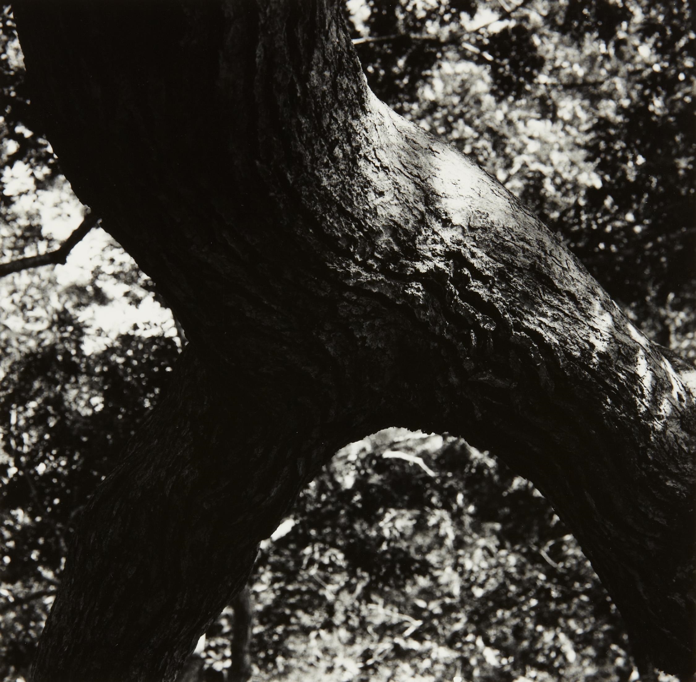 The Tree 108 by Aaron Siskind, 1972