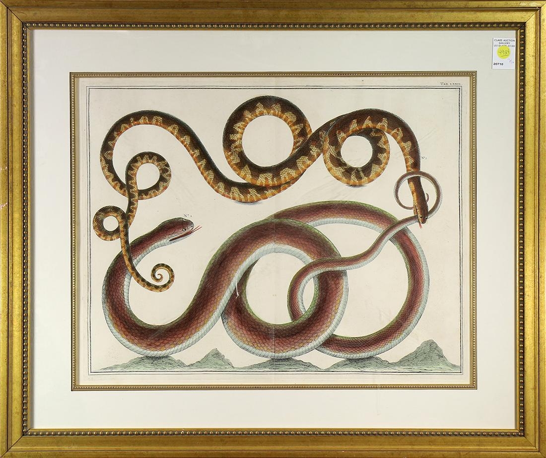 Albertus Seba | 4 Works: Snakes | MutualArt