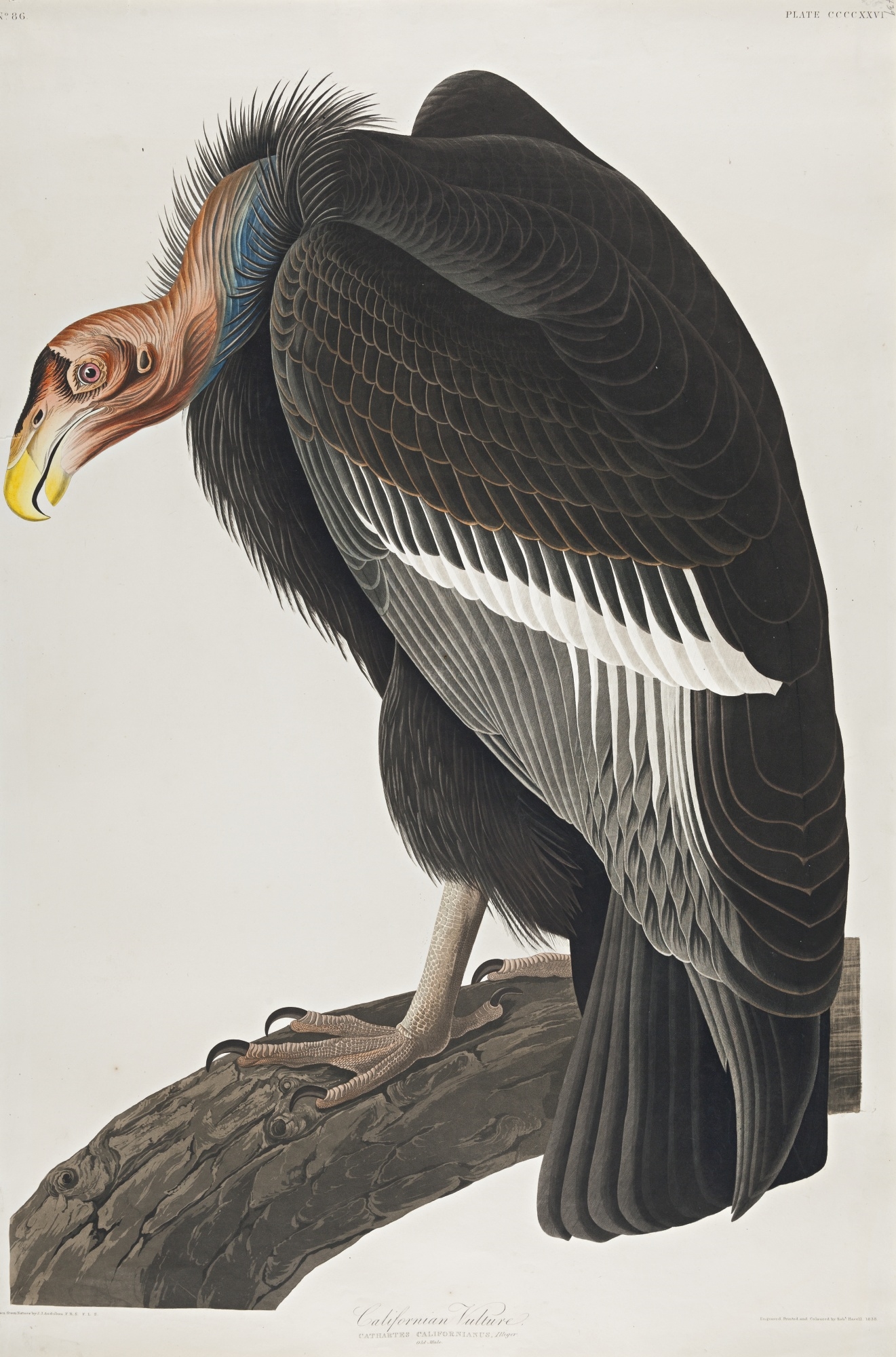 John James Audubon California Vulture (Plate CCCCXXVI) MutualArt
