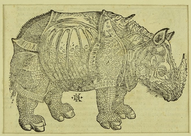 Rhinoceros by Albrecht Dürer, circa 1550