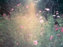 Anne Schwalbe: Wiese Garten Baum - f 5,6