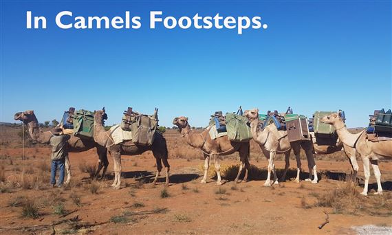 In Camels’ Footsteps - Gaffa Gallery