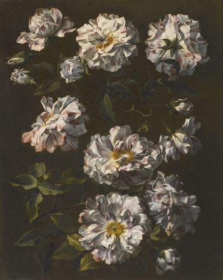 Monnoyer Jean-Baptiste | A study of striped white Gallica roses ...