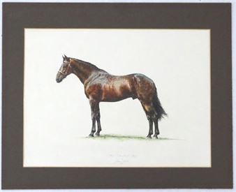 The Cleveland Bay - Jane Purkis