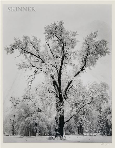 Oak Tree, Snow Storm, Yosemite Valley by Ansel Adams, 1948