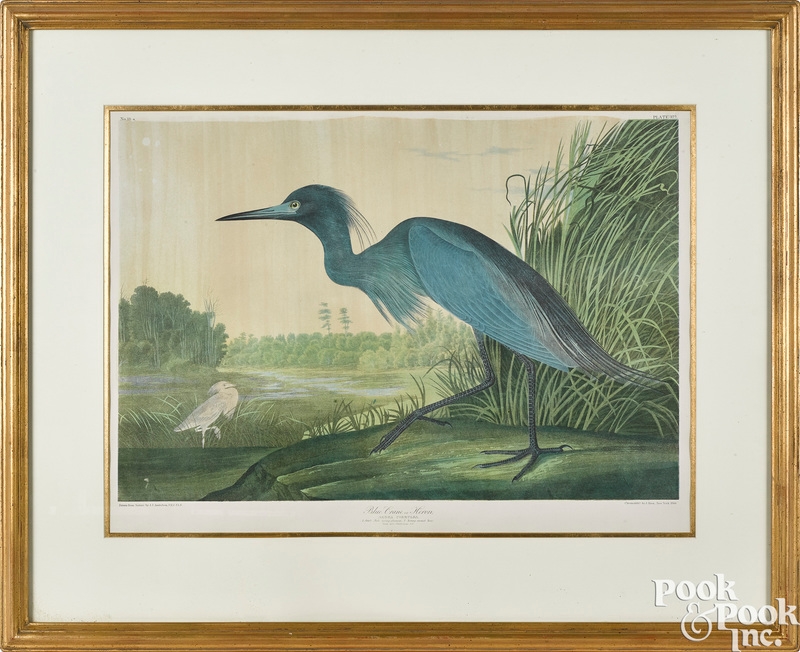 Blue Crane or Heron by John James Audubon, 1860