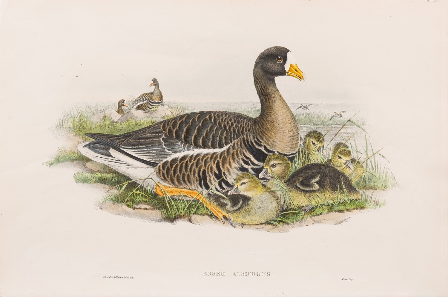 Anser Ablifrons by John Gould