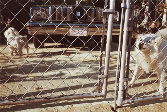 Untitled by William Eggleston, 1982