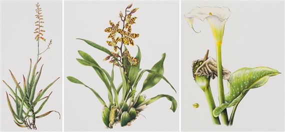 Sibonelo Chiliza | 3 Works: Aloe Isaloensis, Oncidium Papilio, Zantedeschia  Aethiopica | MutualArt