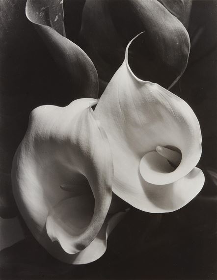 Two Callas by Imogen Cunningham, 1331, printed later