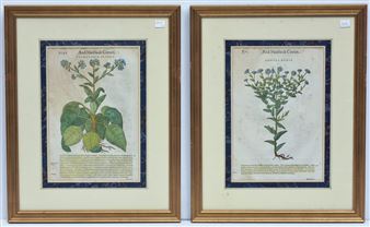 2 Works: Conyza Media- plate 872 and Pvlmonaria Altera - plate 1040 - Pietro Mattioli