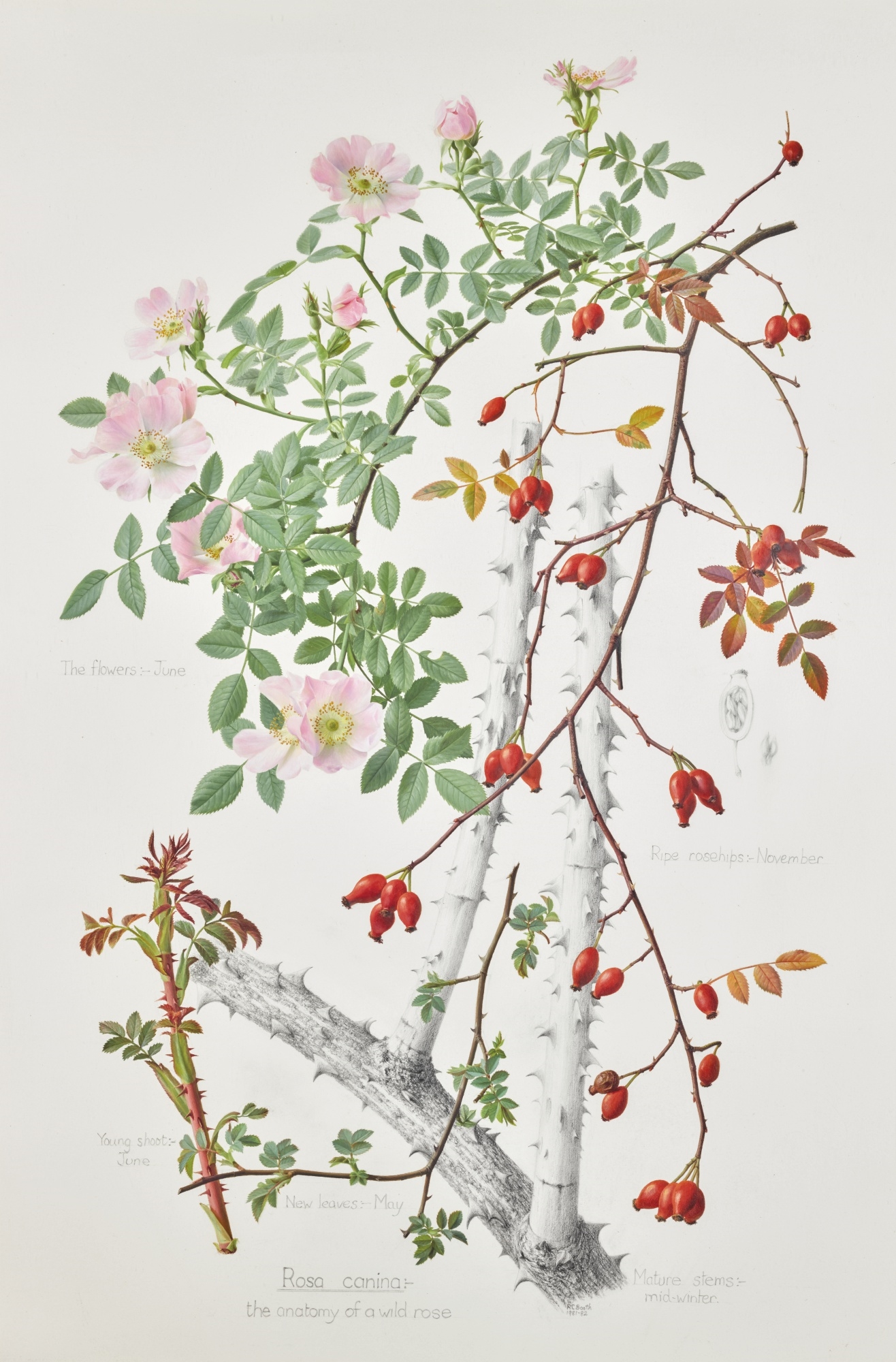 Raymond Booth | ROSA CANINA - THE ANATOMY OF A WILD ROSE (1981 - 1982 ...