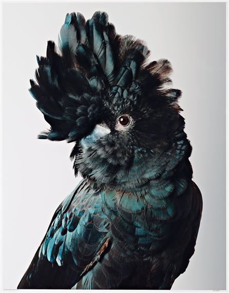 Pete Red-Tailed Black Cockatoo by Leila Jeffreys, 2012