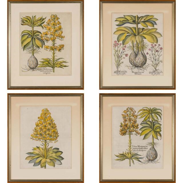 Artwork by Basilius Besler, 4 works, [PLANT STUDIES], Made of Hand-colored engravings