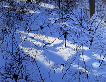 Charles Yoder: Natural Resources