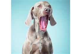 Tim Flach's Unusual Shots of Wild and Domestic Animals on View in Moscow