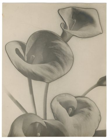 "Calla Lilies", solarisation by Man Ray, 1930