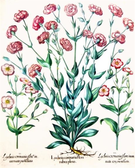2 Works: Lychnis Coronaria Flore Rubro Pleno and Hyacinthus Anglicus by Basilius Besler