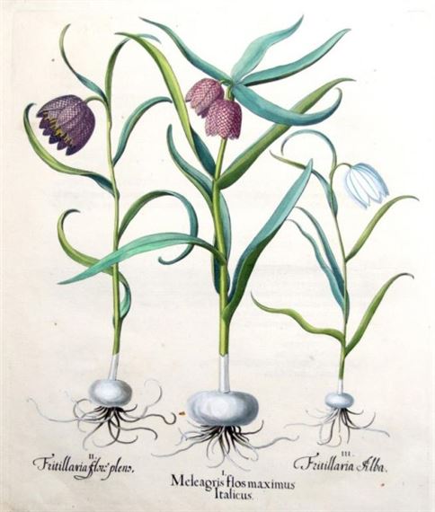 2 Works: Meleagris Flos Maximus Italicus and Narcissus Orientalis Maior Polyanthostotus Albus by Basilius Besler