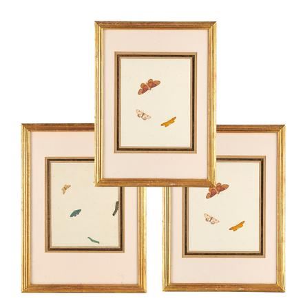 Vertooning der Inlansche Insecten by Nicolaas Struyk