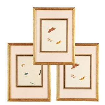 Vertooning der Inlansche Insecten - Nicolaas Struyk