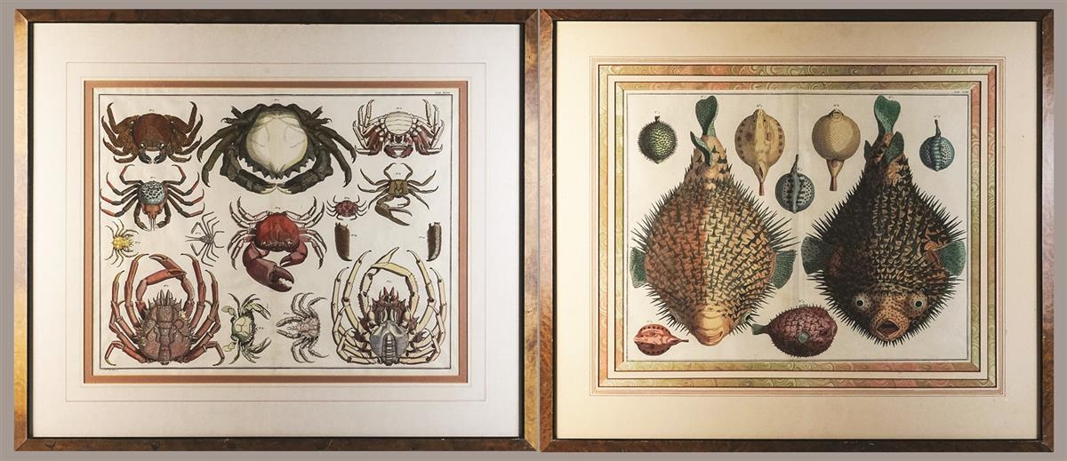 Artwork by Albertus Seba, PORCUPINE FISH AND CRUSTACEANS, Made of Copperplate engraving