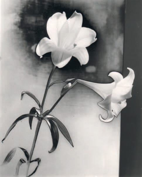 Lys, solarisation by Maurice Tabard, circa 1930