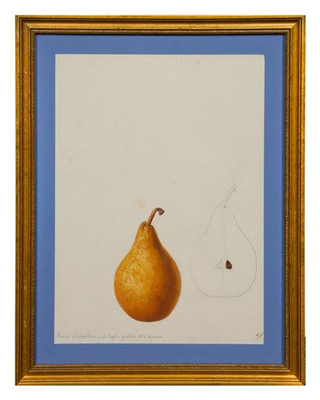 Two Studies of a Beurré d'Angleterre Pear by Anthelme-Eugene Grobon, 1843