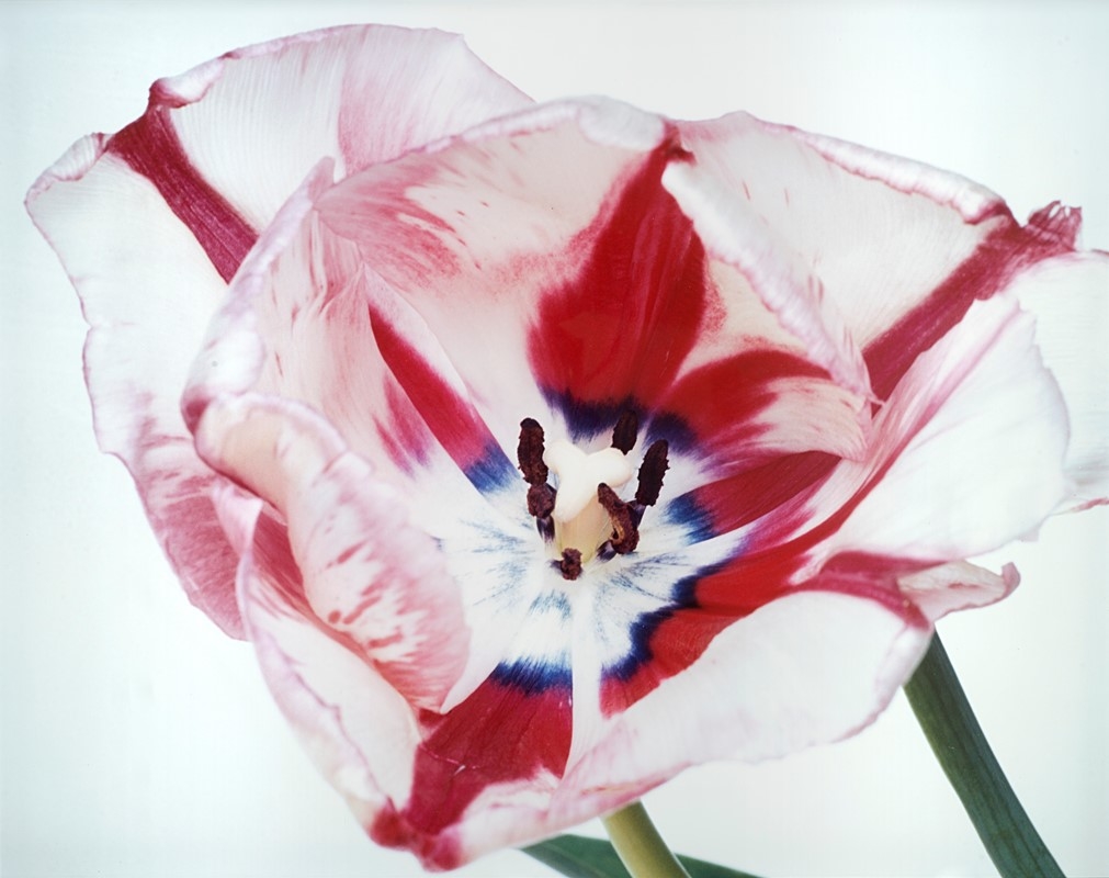 Artwork by Nobuyoshi Araki, Untitled, from the series "Flowers", Made of Vintage C-print