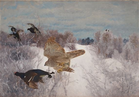 Northern Goshawk Attacking Black Grouse