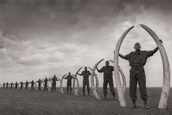 Thought-Provoking Exhibition at the Whatcom Museum Explores Endangered Species and Biodiversity