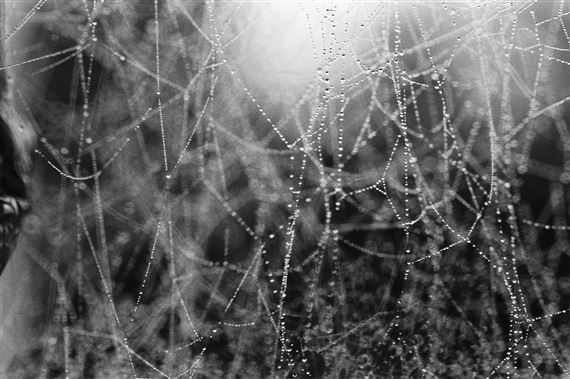 Dal ciclo "Selvatico (Colui che si salva): Ragnatela nera" by Alessandra Spranzi, 2008