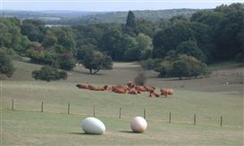 Bovine Intervention: The Art Gallery That Escaped to the Country